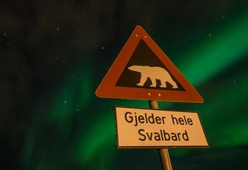 A polar bear warning sign in the foreground with northern lights in the skies in the background