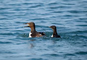 To fugler som svømmer i en fjord