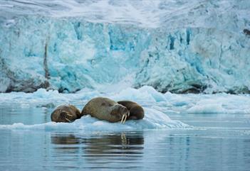 Walrus Safari in summer landscape - Svalbard Adventures