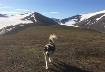 A dog walking along the plateu on the mountain Sarkofagen