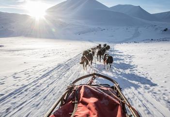 A dog sled with sled dogs running in front