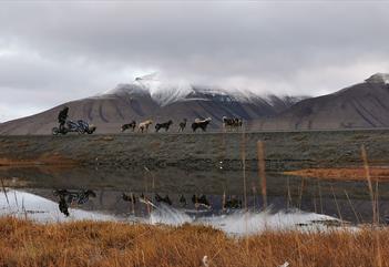 Dogsledding on wheels in Adventdalen