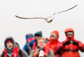 Bird flying in front of a group of guests