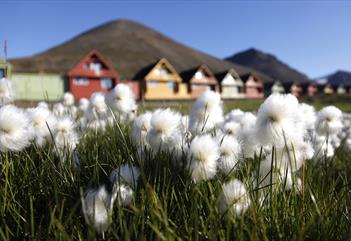 Arctic cotton grass in front of the iconic "spisshus"