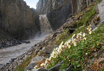 Fjordsafari til Elveneset med fottur til Hyperittfossen - Svalbard Adventures