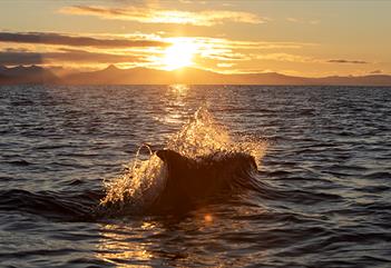 Boat Trip to Grumant and the Bird Cliffs - Svalbard Photography