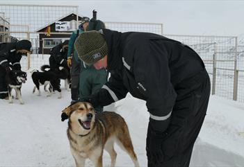 Med bil og til fots til hundegård: Eksklusiv sightseeing med hils på profesjonelle sledehunder. - Rana Itinerans