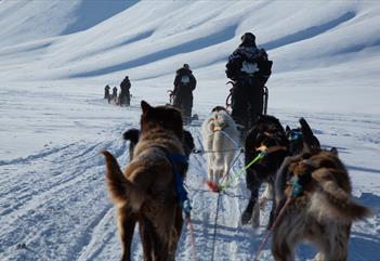 Tre hundesleder i fart på vei mot isgrotta