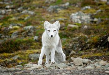 På utkikk etter dyreliv! Natursti gjennom Bjørndalen: En tur i naturen - Snowfox Travel