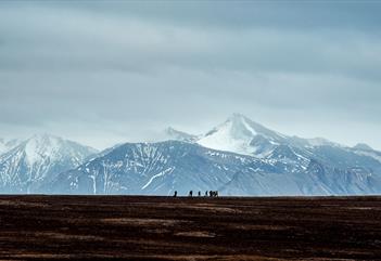 Etterlater bare fotspor - 2-dagers naturvandring til Grumantbyen  - Snowfox Travel