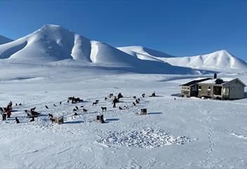 Hytten Reinheim i et snødekte omgivelser, med hunder som hviler utenfor.