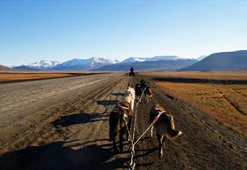 Dogs running along a road