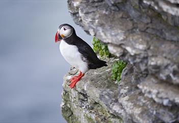 An Atlantic puffin sitting on a mountain ledge
