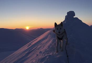 En hund på en snødekt fjellrygg med fjelltoppen Trollsteinen og en solnedgang i bakgrunnen