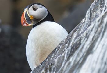 A puffin sitting on a mountain ledge