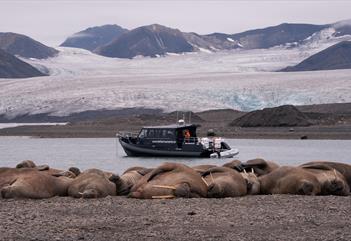 En hvalrosskoloni på en strand i forgrunnen med en båt flytende i en bukt og fjellmassiver med en isbre i bakgrunnen