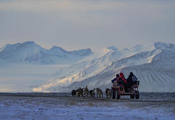 Dog sledding with a cart