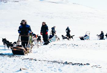 Gruppe med hundesleder