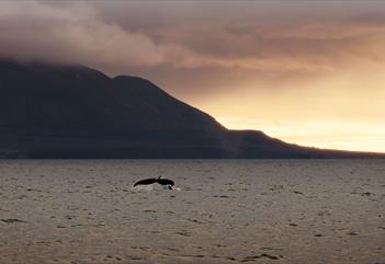 Whale tail emerging from the sea at sunset.
