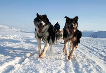 Running dogs