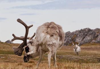Two large raindeer at Svalbard