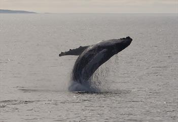 Whale jumping