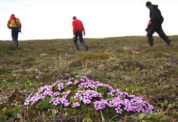 En klynge med blomster på tundra i forgrunnen med en guide og to gjester på fottur i bakgrunnen