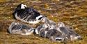 © Visit Svalbard