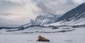 A walrus resting on sea ice with mountains in the background