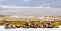 © Visit Svalbard