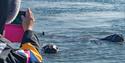 A guest taking pictures of walruses in the water