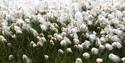 A cluster of cotton grass