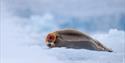 © Visit Svalbard