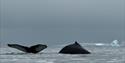 The back of a whale and a whale tail sticking up out of the surface in a fjord