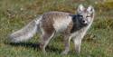 © Visit Svalbard