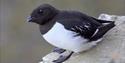 A little auk sitting on a mountain ledge