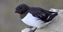 A little auk sitting on a rock