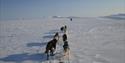 Dogteam in an open snowcovered landscape