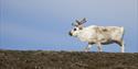 Svalbardreindeer walking on the tundra, with clear blue sky in the background