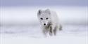 © Visit Svalbard