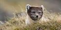 Polarfox in summerfur laying in a grassy meadow