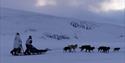 Two people riding a dog sled.