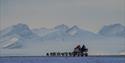 Dog sledding with a cart