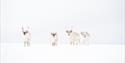 Svalbard reindeer walking on the snow-covered tundra, with white sky in the background.