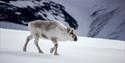 © Visit Svalbard