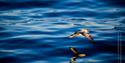 Bird flying low above the sea