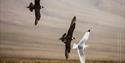 Two Arctic Skuas chasing a gull