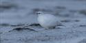 Rock Ptarmigan