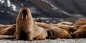 © Visit Svalbard