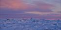 Pastellys på en himmel over et frossent landskap med isfjell og sjøis